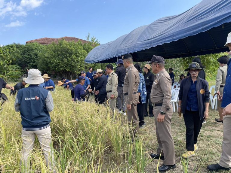 ร่วมกิจกรรมเกี่ยวข้าวแปลงขยายผลในโครงการพระราชดำริ